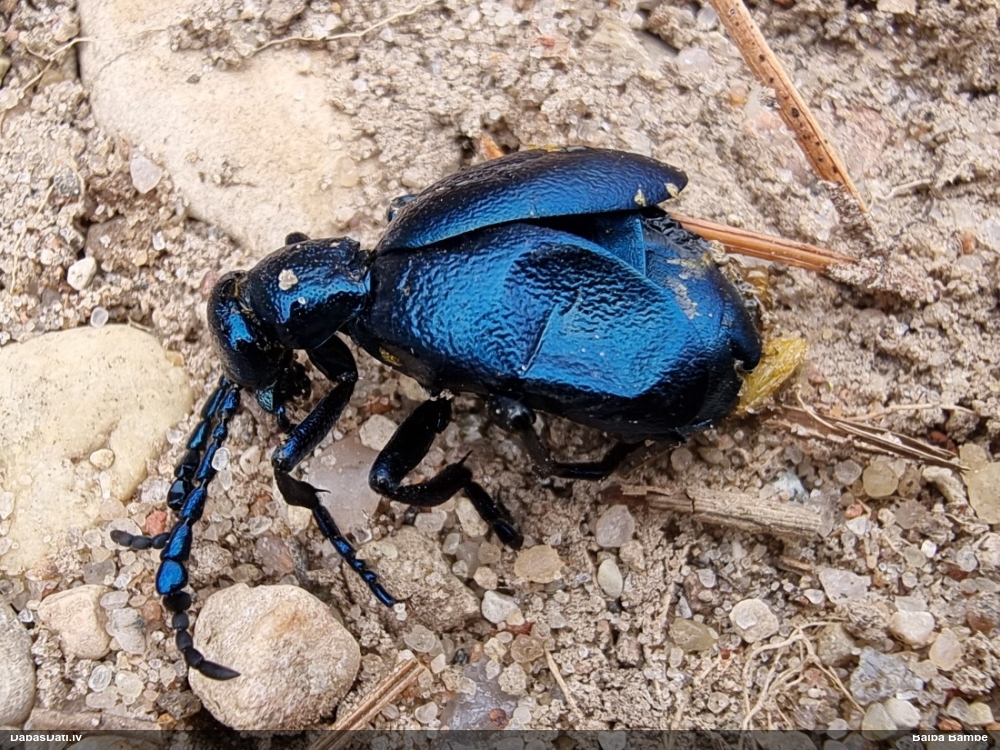 Zilā eļļas vabole