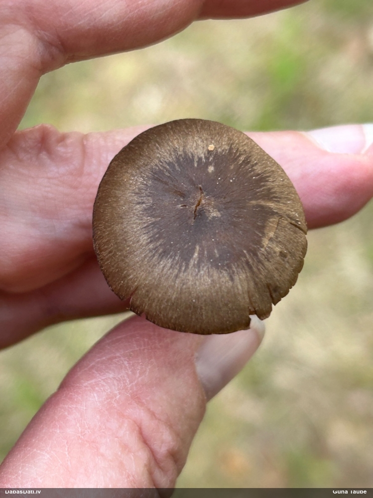 Pavasara sārtlapīte