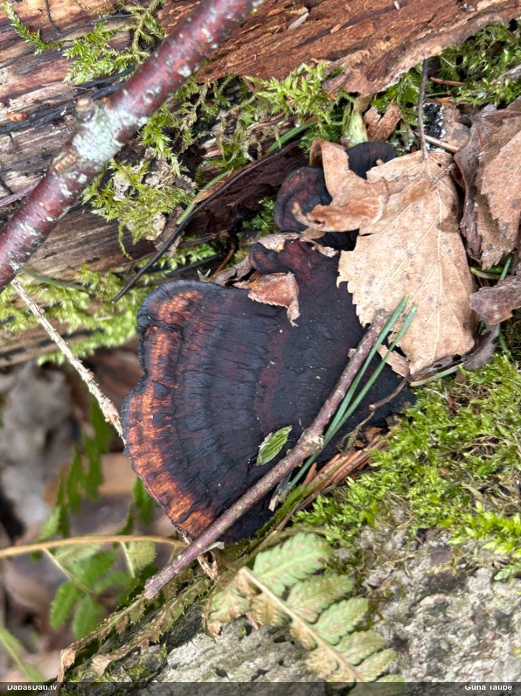 Parastā sētaspiepe