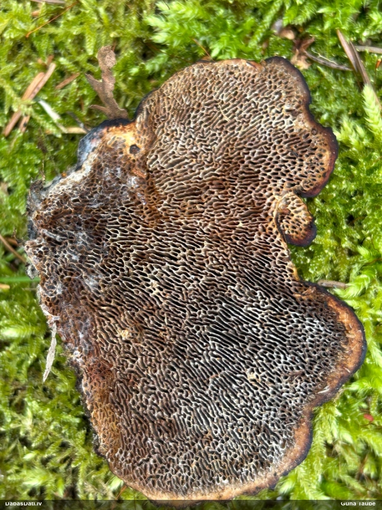 Parastā sētaspiepe