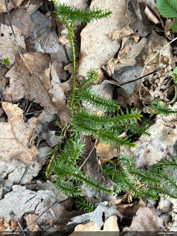 плаун годичный