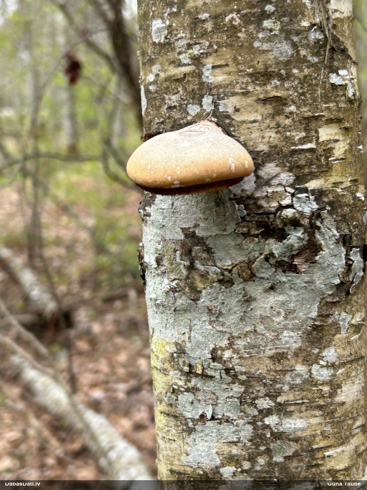 березовый Трутовик