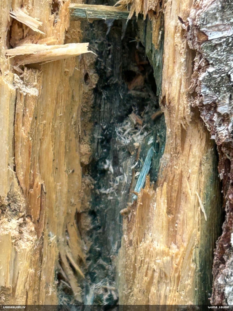 Zilzaļā hlorociborija