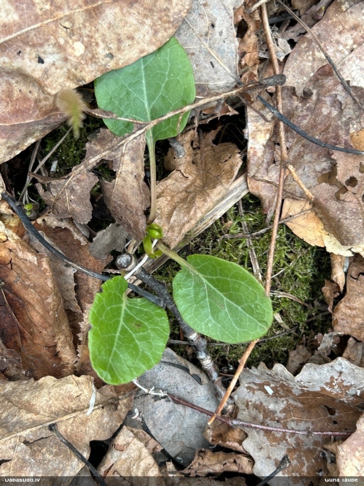 грушанка круглолистная