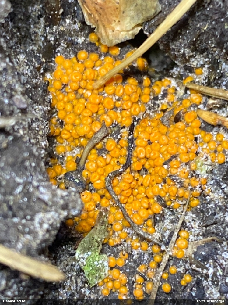 Dzeltenā inermīzija