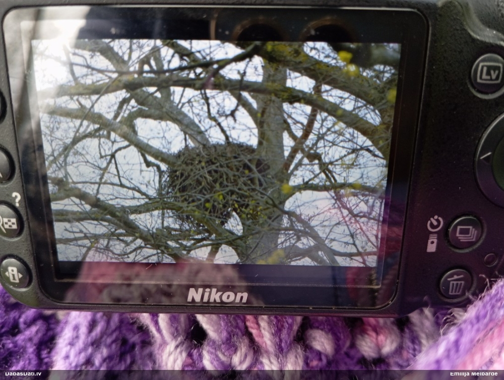 Northern Goshawk