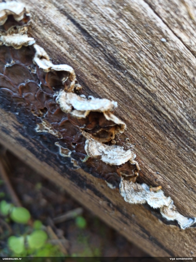 пленчатая аурикулярия