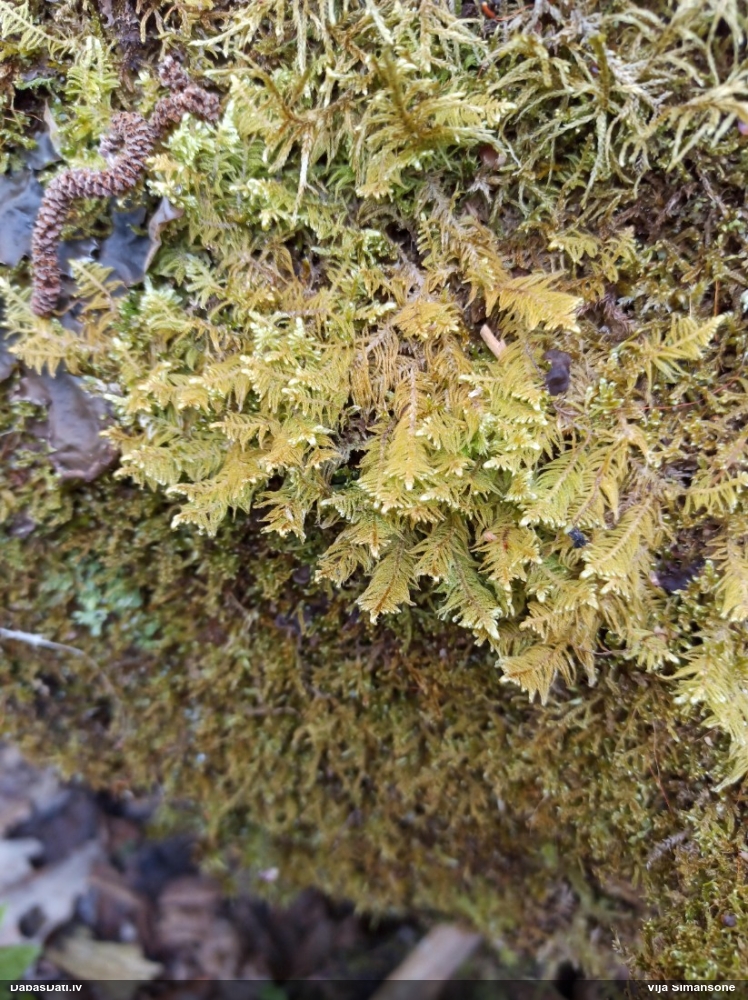 Parastā straussūna