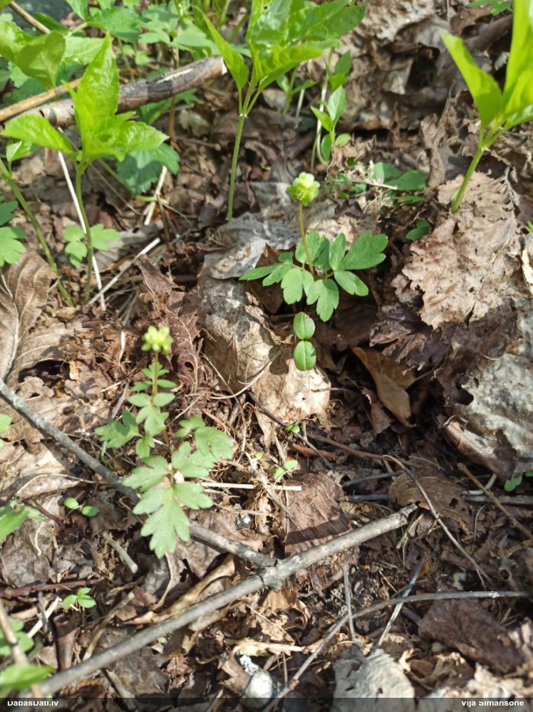 адокса мускусная