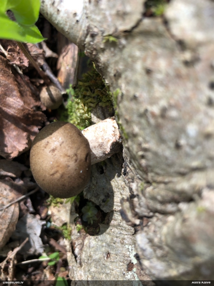 Kātiņpiepe (nenoteikta)