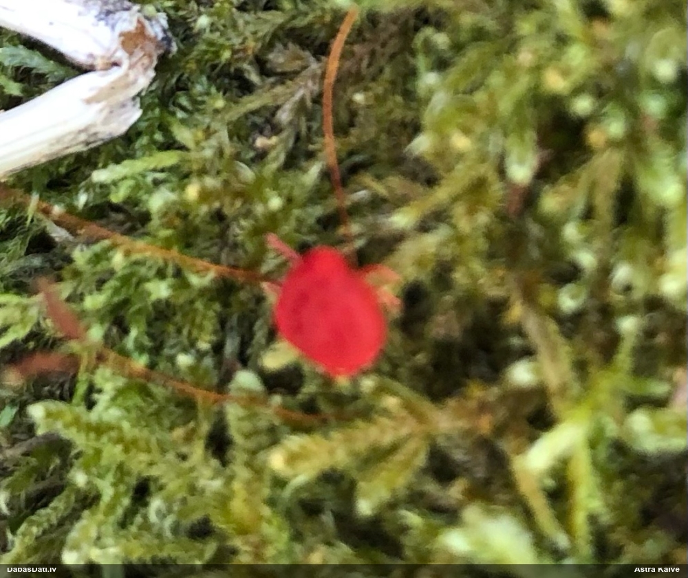 Samtērce (nenoteikta)