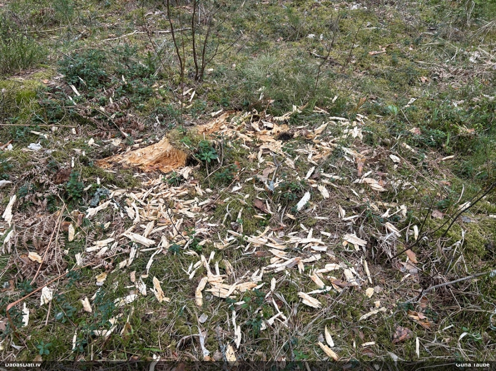 черный дятел