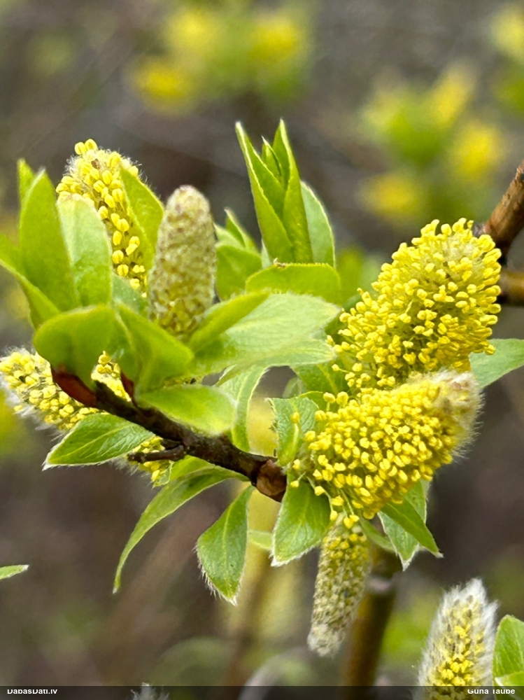 Vītols, kārkls (nenoteikts)