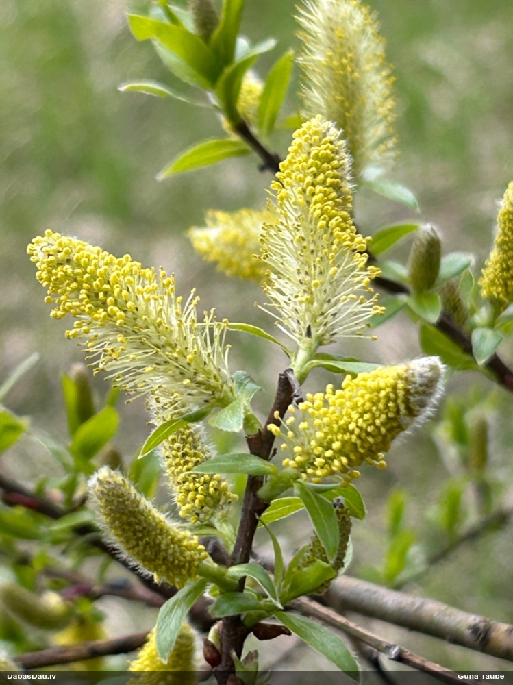 Vītols, kārkls (nenoteikts)