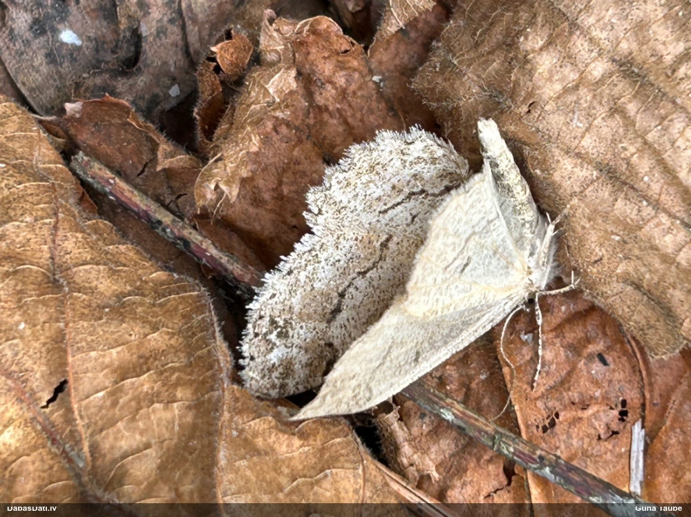 Bērzu koksprīžmetis