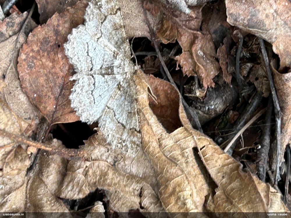 Bērzu koksprīžmetis