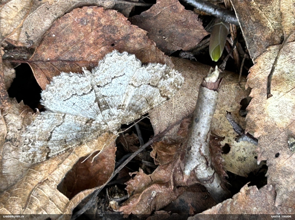 Bērzu koksprīžmetis