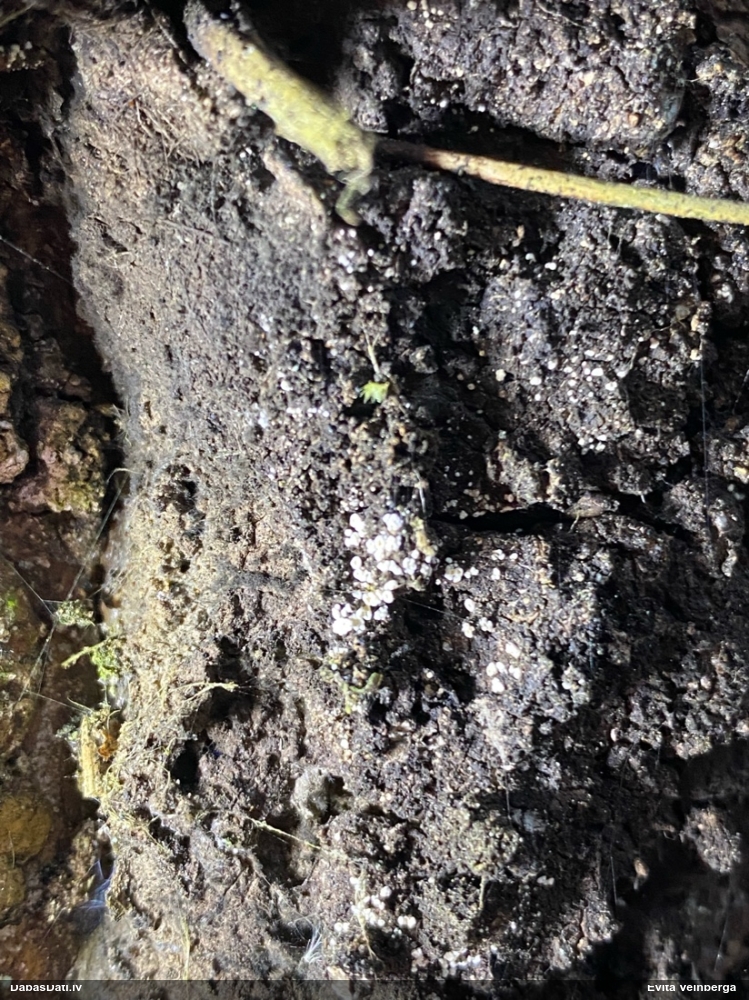 Askusēne (nenoteikta)