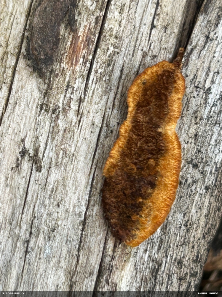 Parastā sētaspiepe