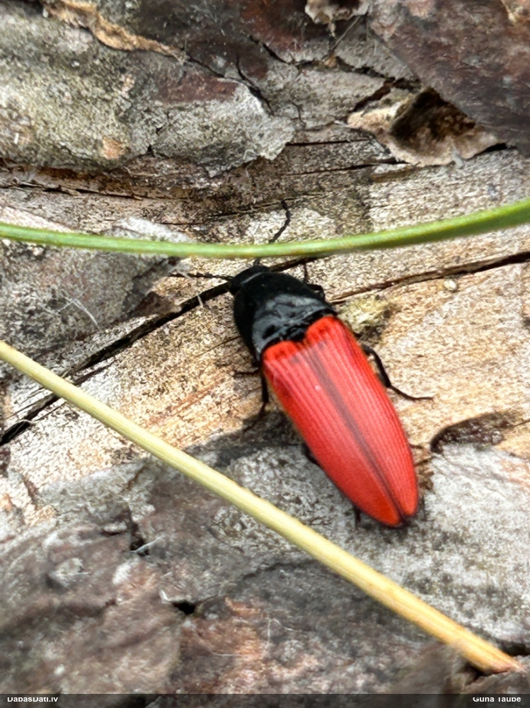 Sprakšķis Ampedus sanguineus