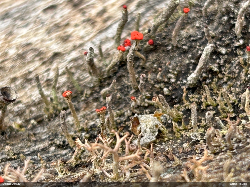 Ķērpis (nenoteikts)