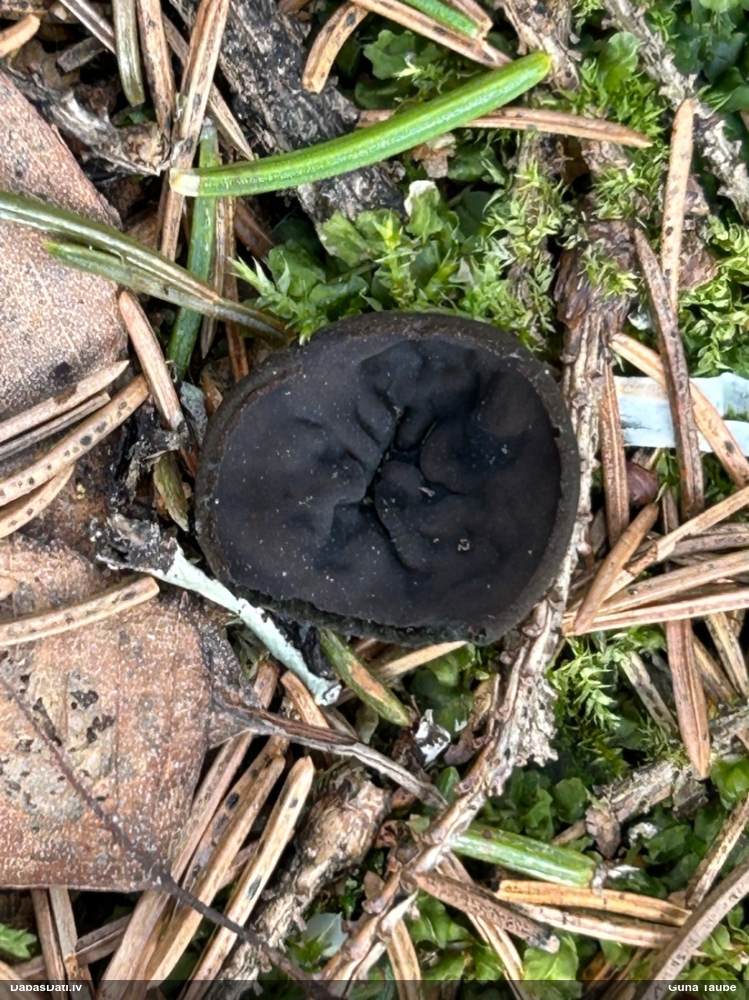 Melnā spožkausene (pseidoplektānija)