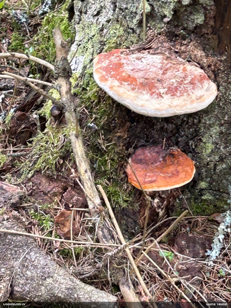 Окаймленный трутовик