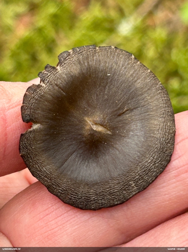 Pavasara sārtlapīte