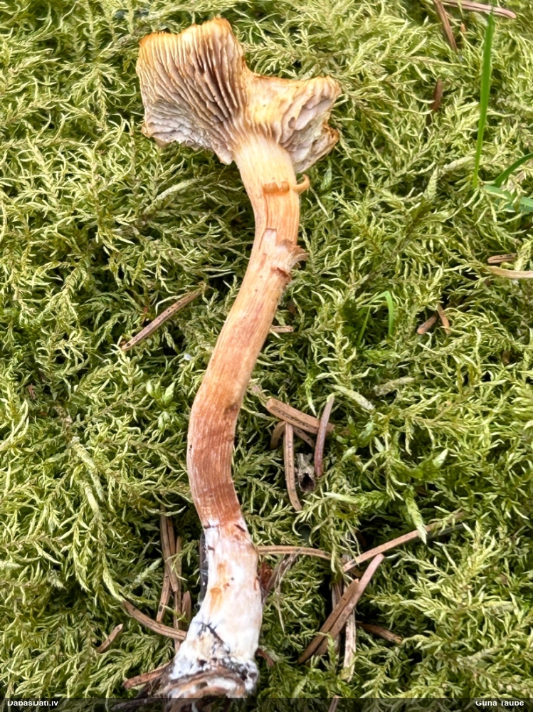 Lapiņsēne (nenosakāma)