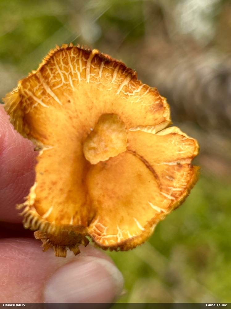 Lapiņsēne (nenosakāma)