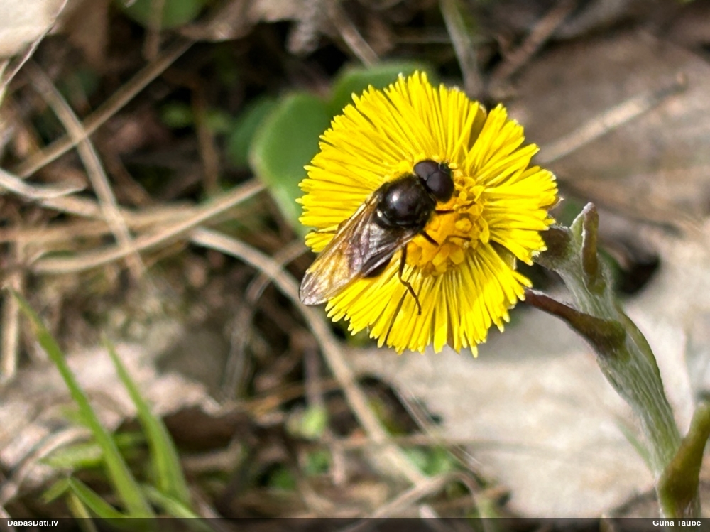 Ziedmuša Cheilosia sp.