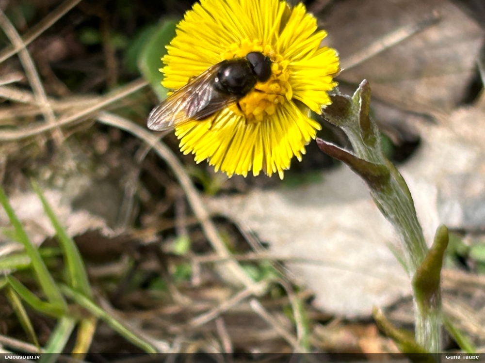 Ziedmuša Cheilosia sp.
