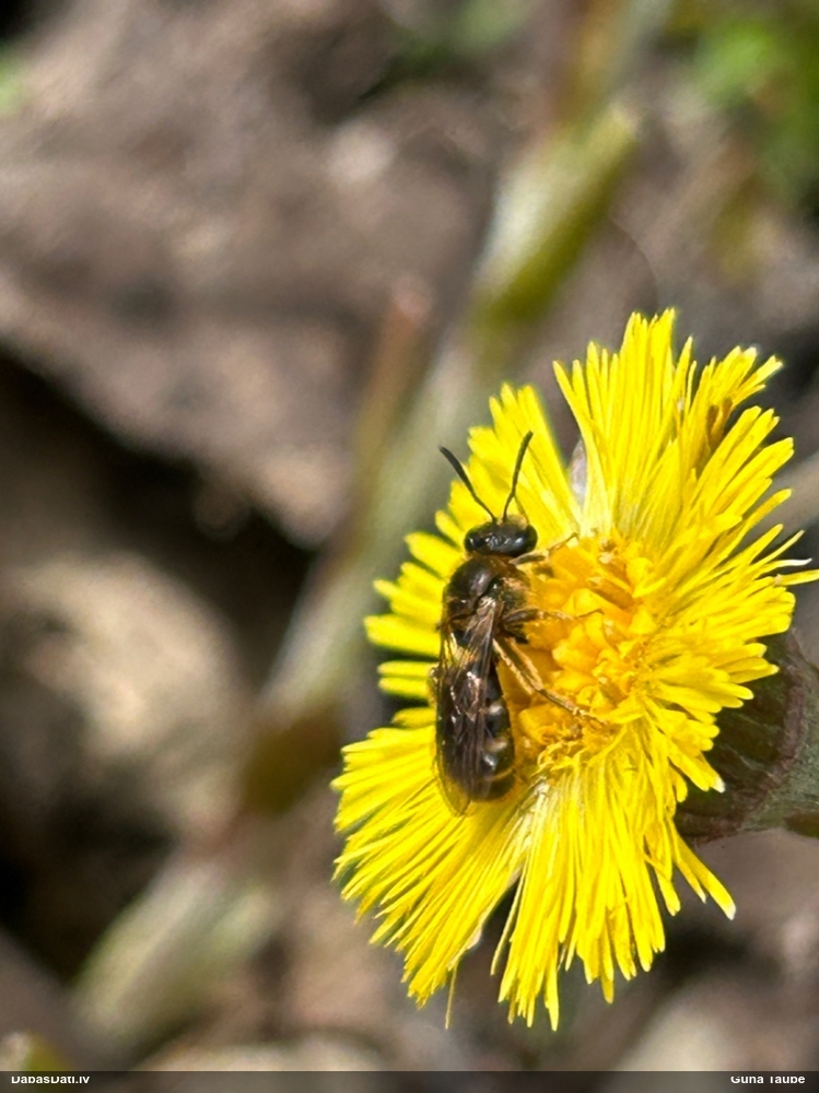 Slaidbite Lasioglossum sp.