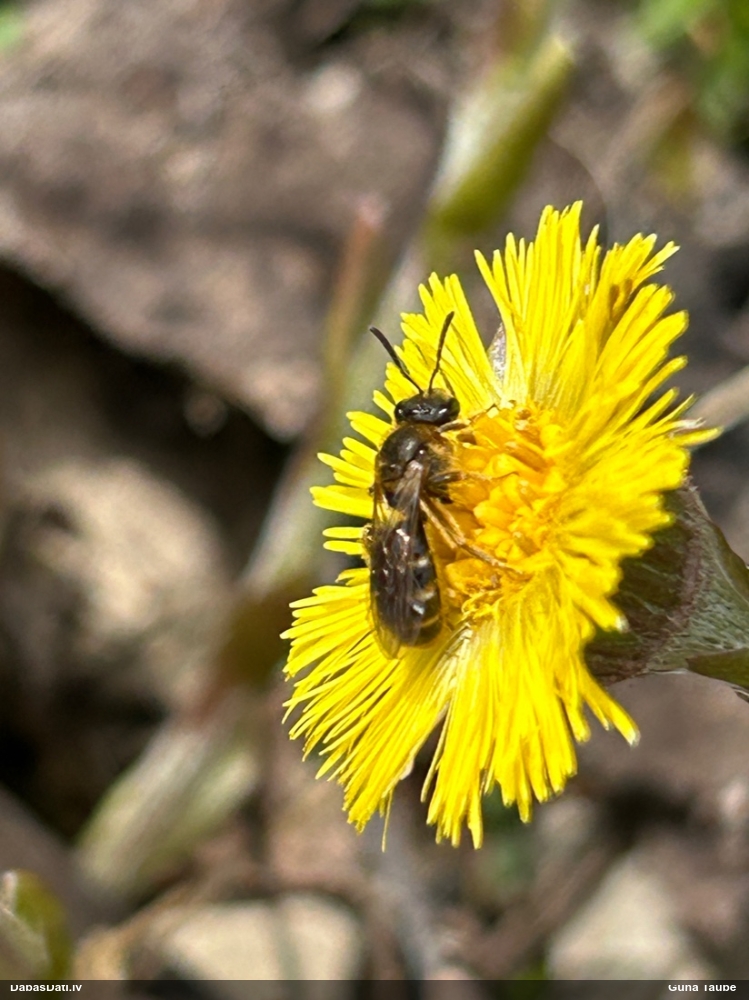 Slaidbite Lasioglossum sp.