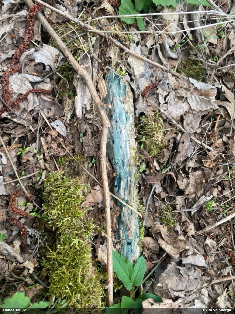 Zilzaļā hlorociborija