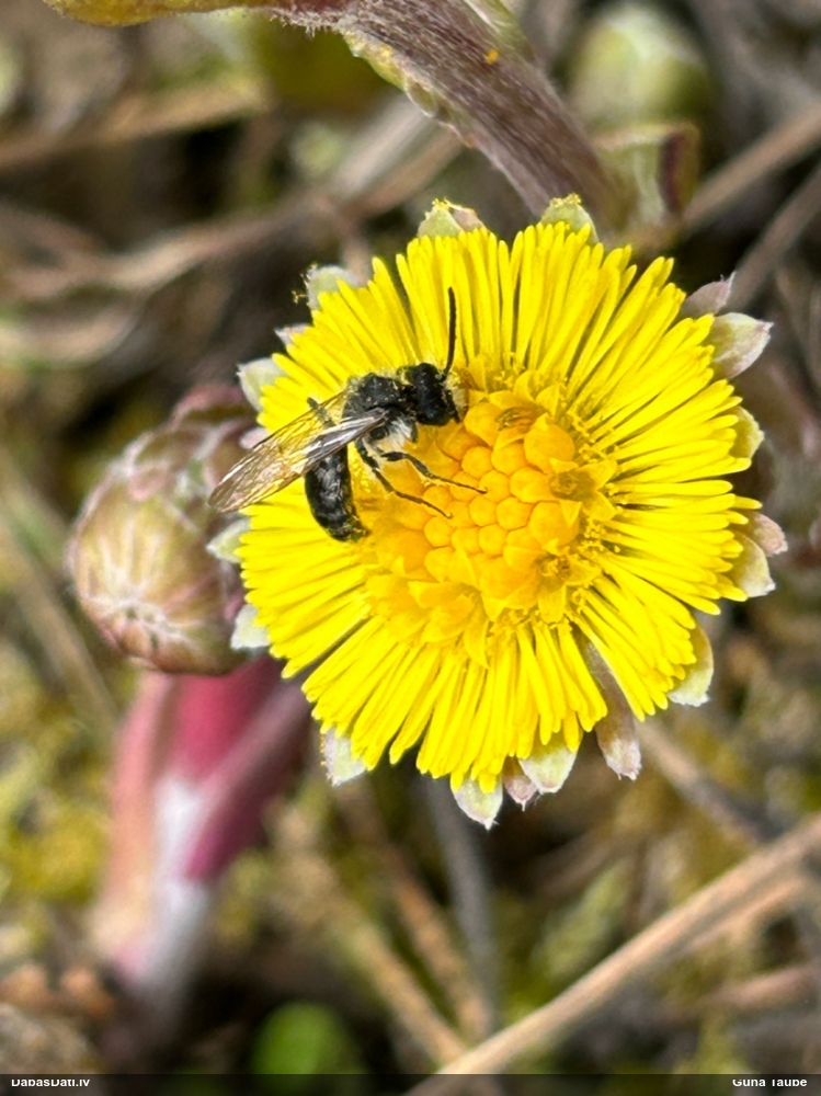 Smilšbite Andrena sp.