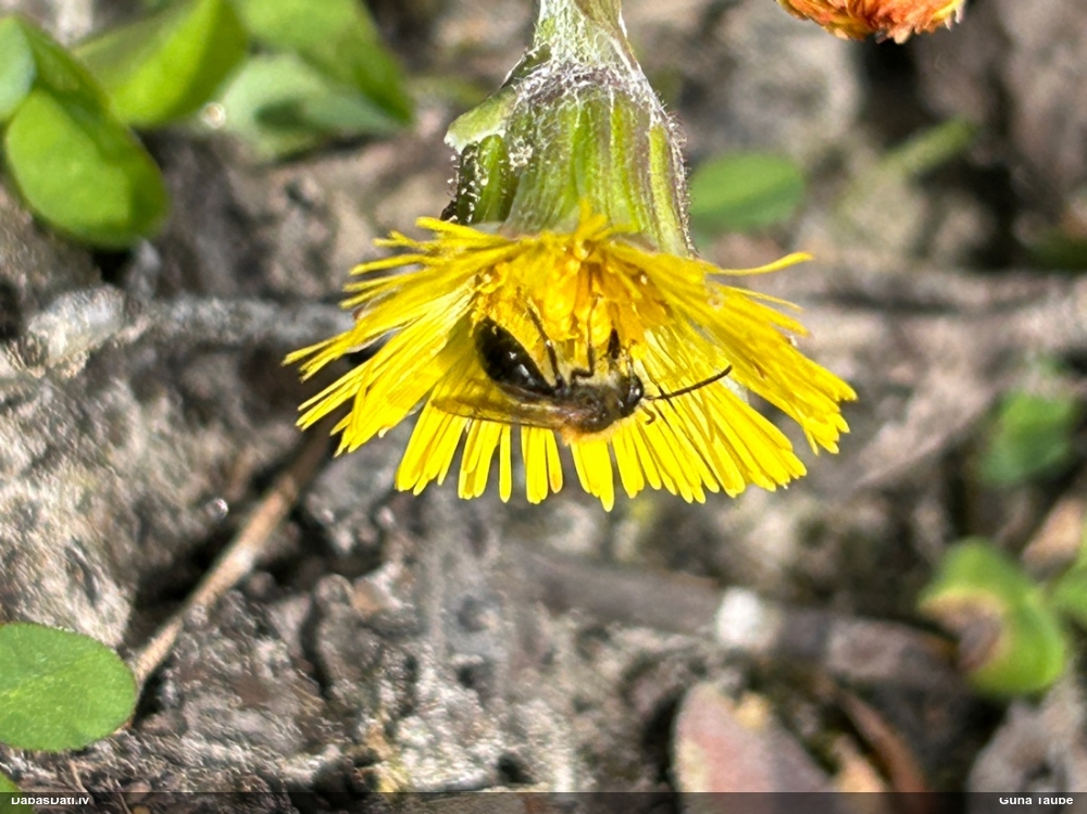 Smilšbite Andrena sp.