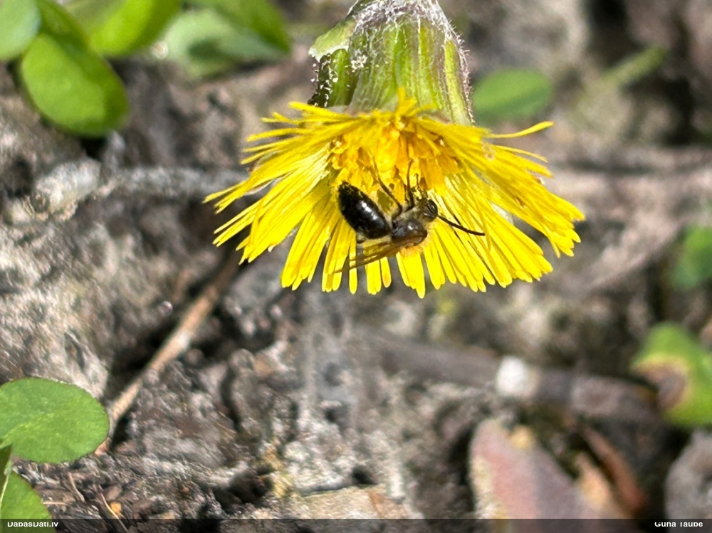 Smilšbite Andrena sp.