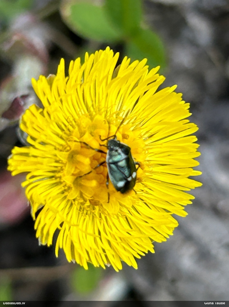 Vairogblakts Eurydema oleracea