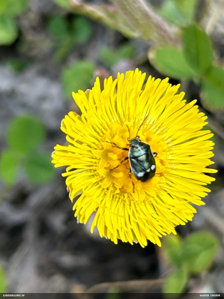 Vairogblakts Eurydema oleracea