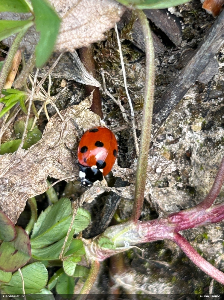 Septiņpunktu mārīte