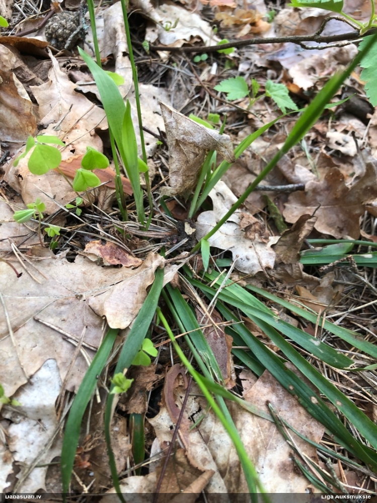 ожика волосистая