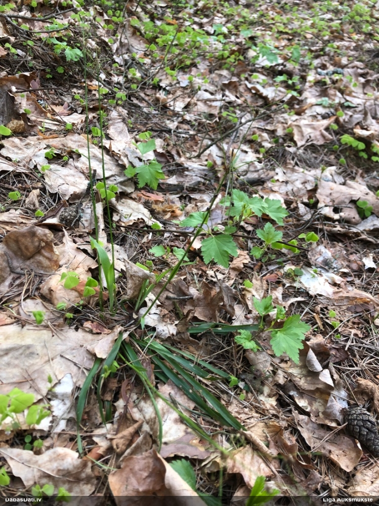 ожика волосистая