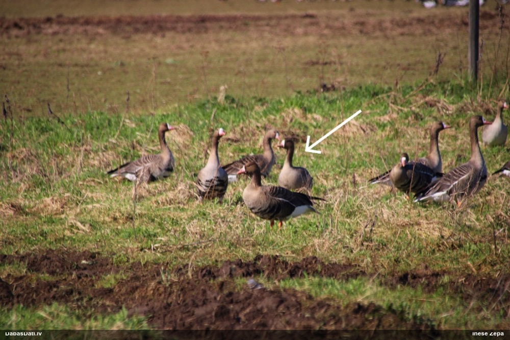 белолобый гусь