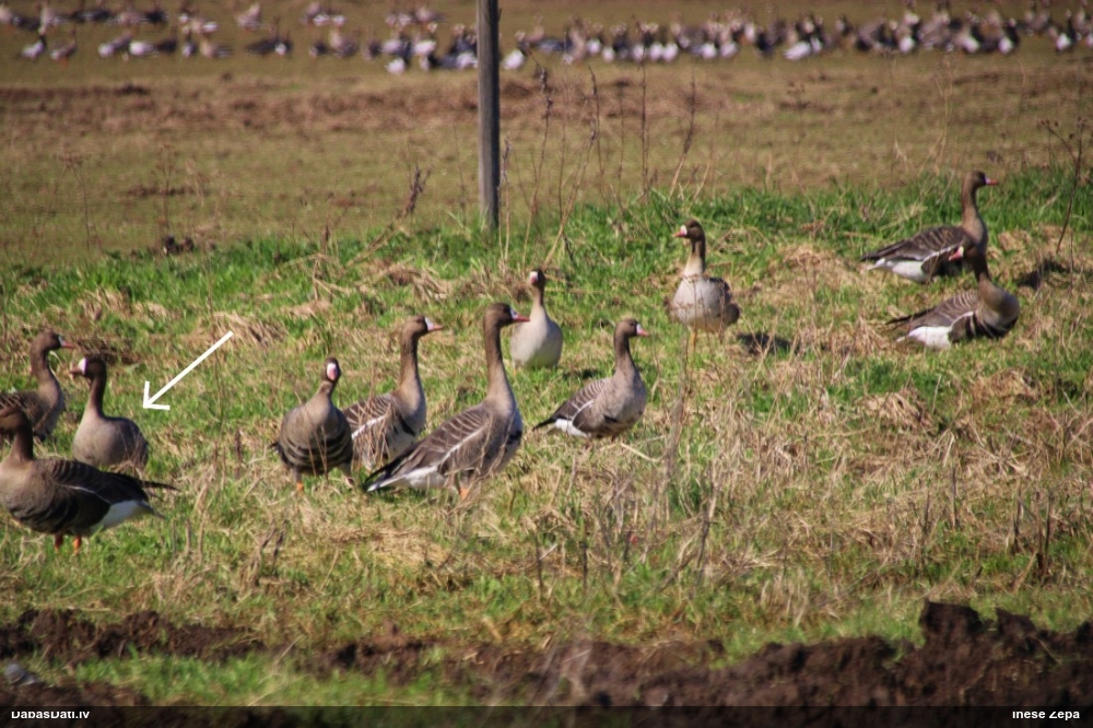 белолобый гусь