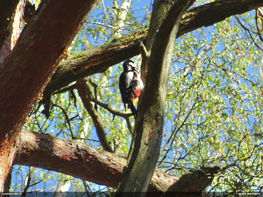 большой пестрый дятел
