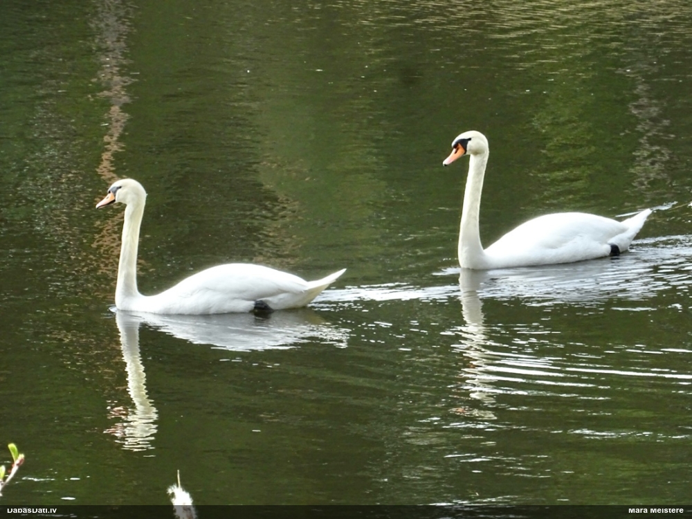 лебедь-шипун
