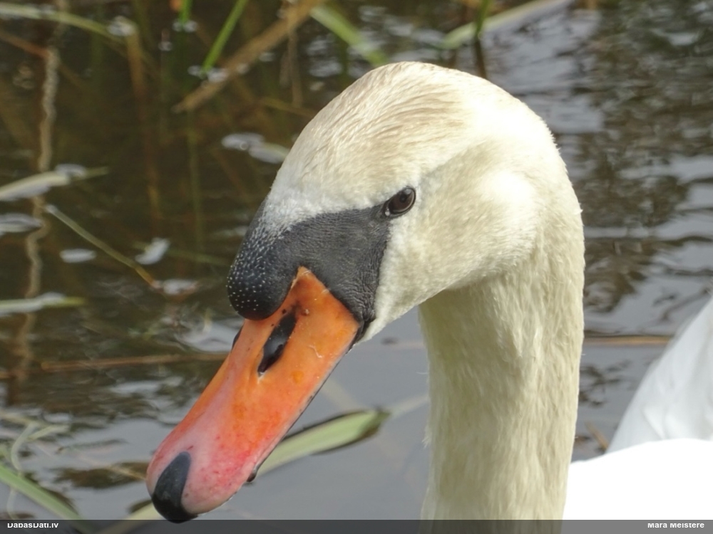 лебедь-шипун