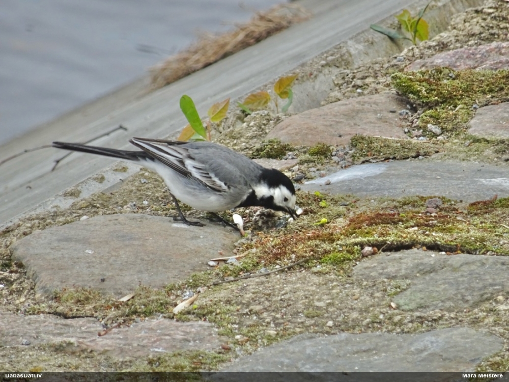 белая трясогузка