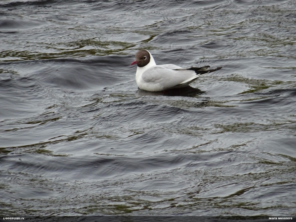 озерная чайка